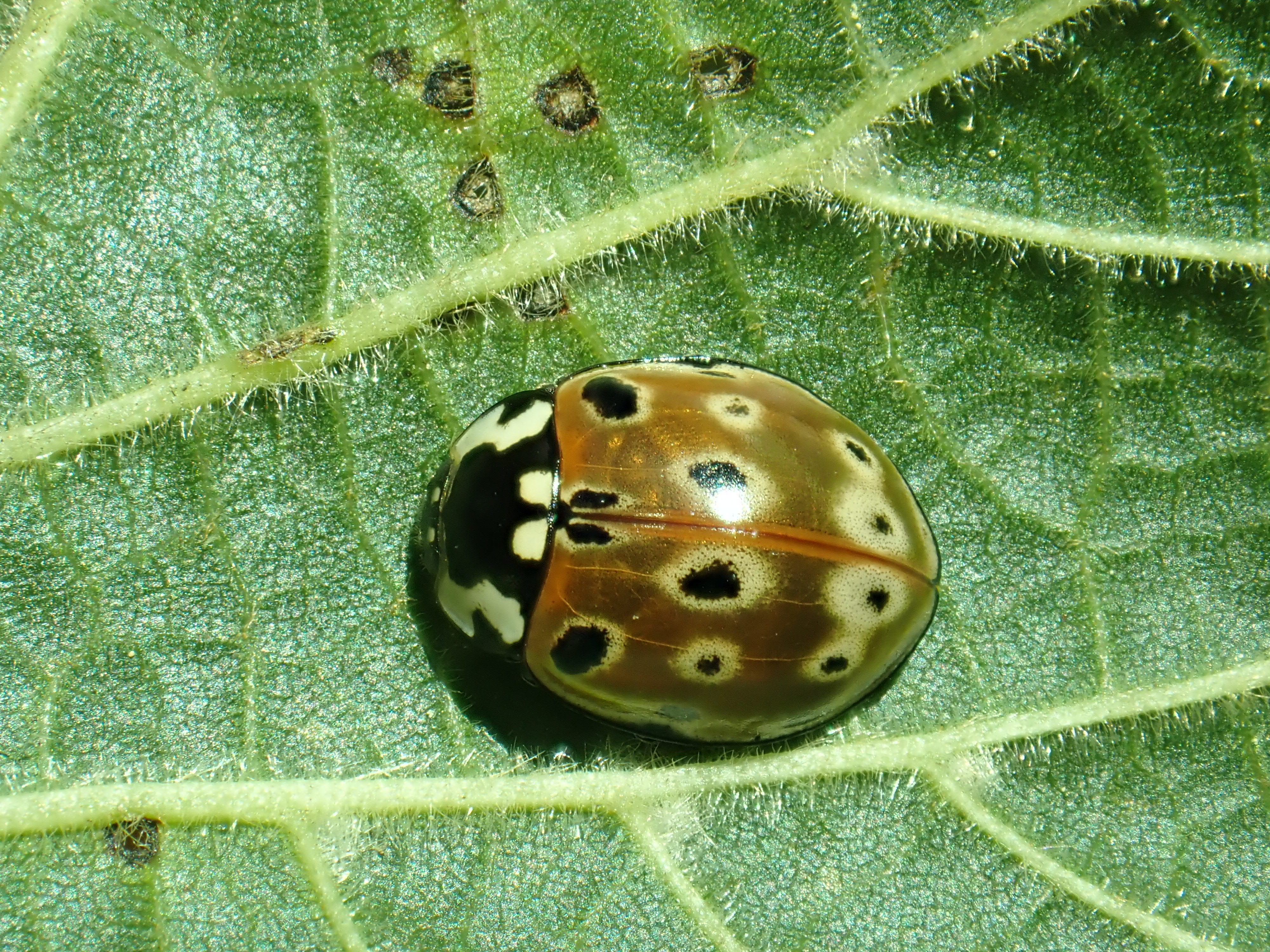 Coccinelle ocellée